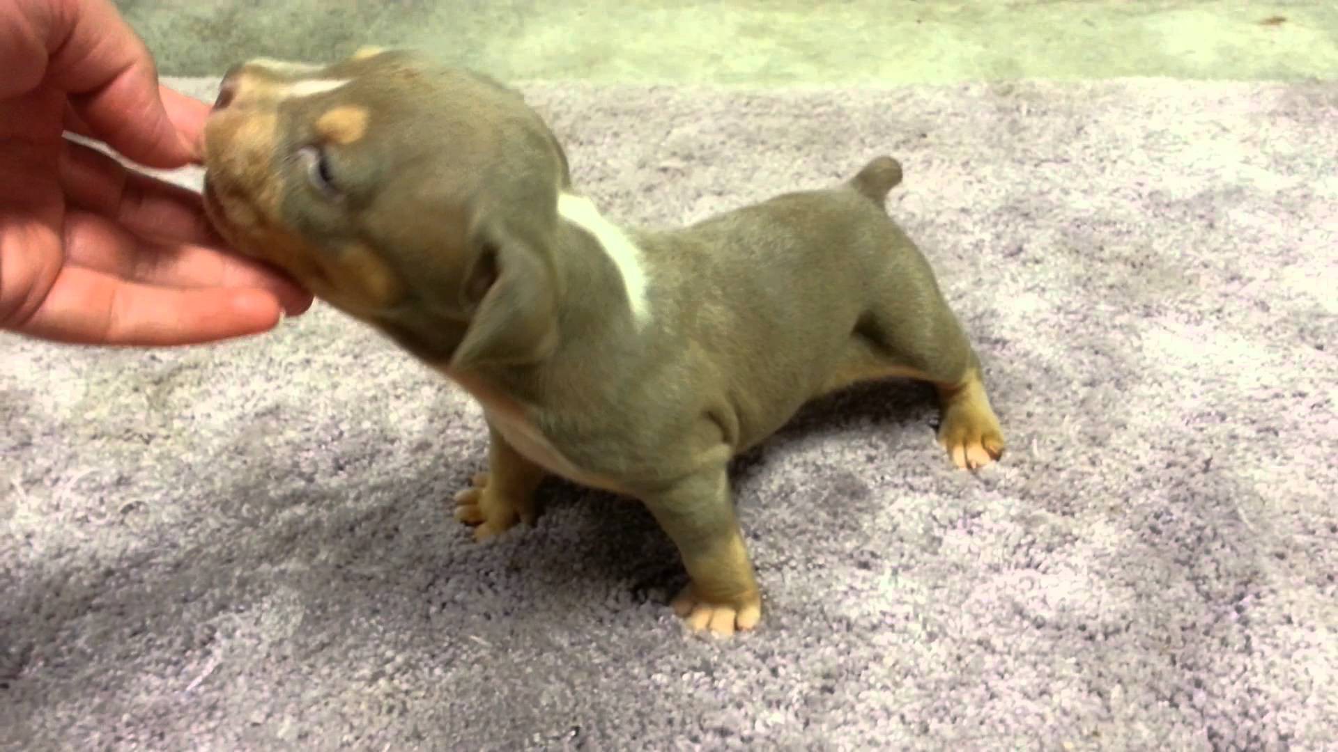 tri-color-bully-puppies-of-tri-color-bully-puppies Tri Color Bully Puppies Animal 