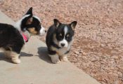 Tri Color Corgi Puppies for Sale Tri Color Corgi Puppies for Sale