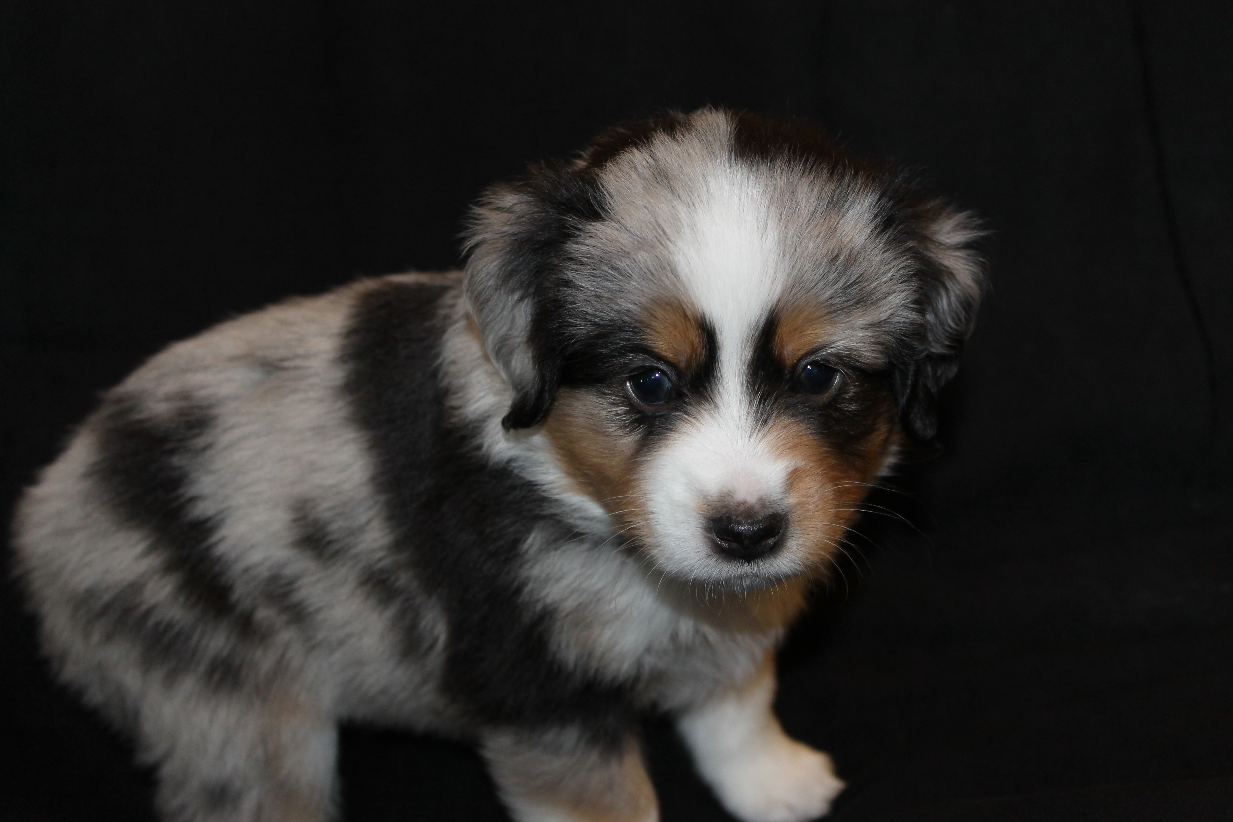 Tri Colored Aussie Puppies for Sale Wallpaper