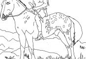 Western Horse Coloring Pages Western Horse Coloring Pages