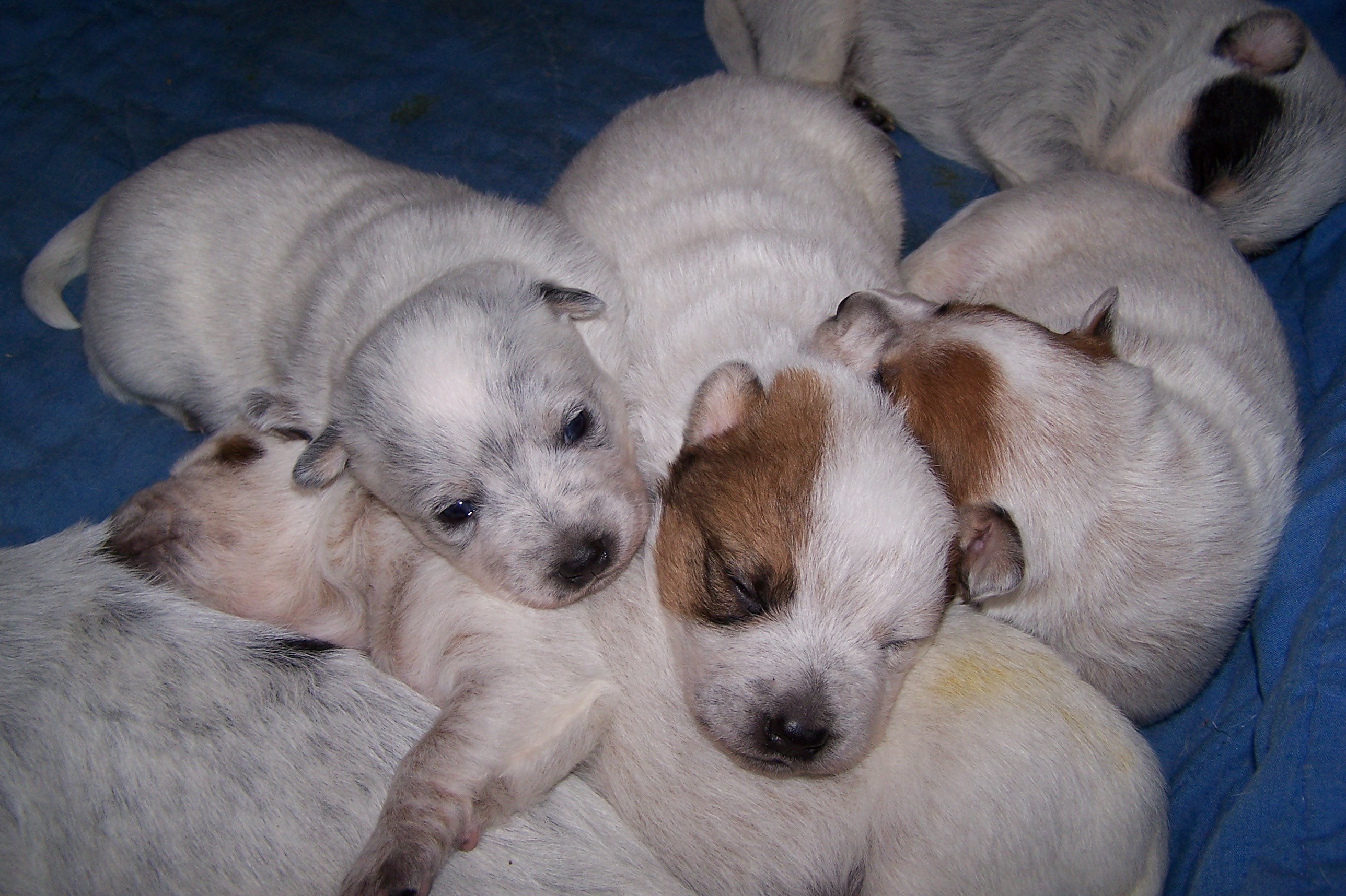 What Color are Blue Heeler Puppies when they are Born Wallpaper