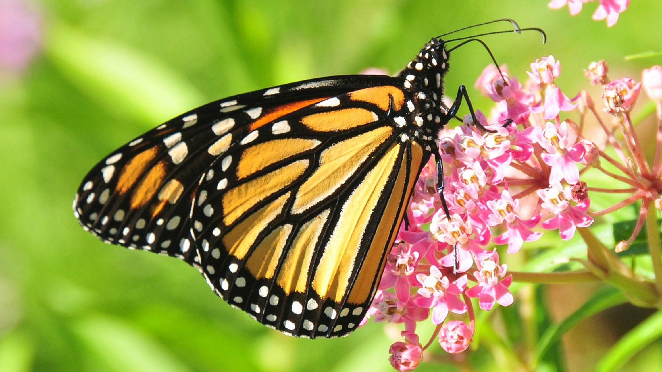 What Color are Monarch butterflies