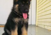 What Color Will My German Shepherd Puppy Be What Color Will My German Shepherd Puppy Be