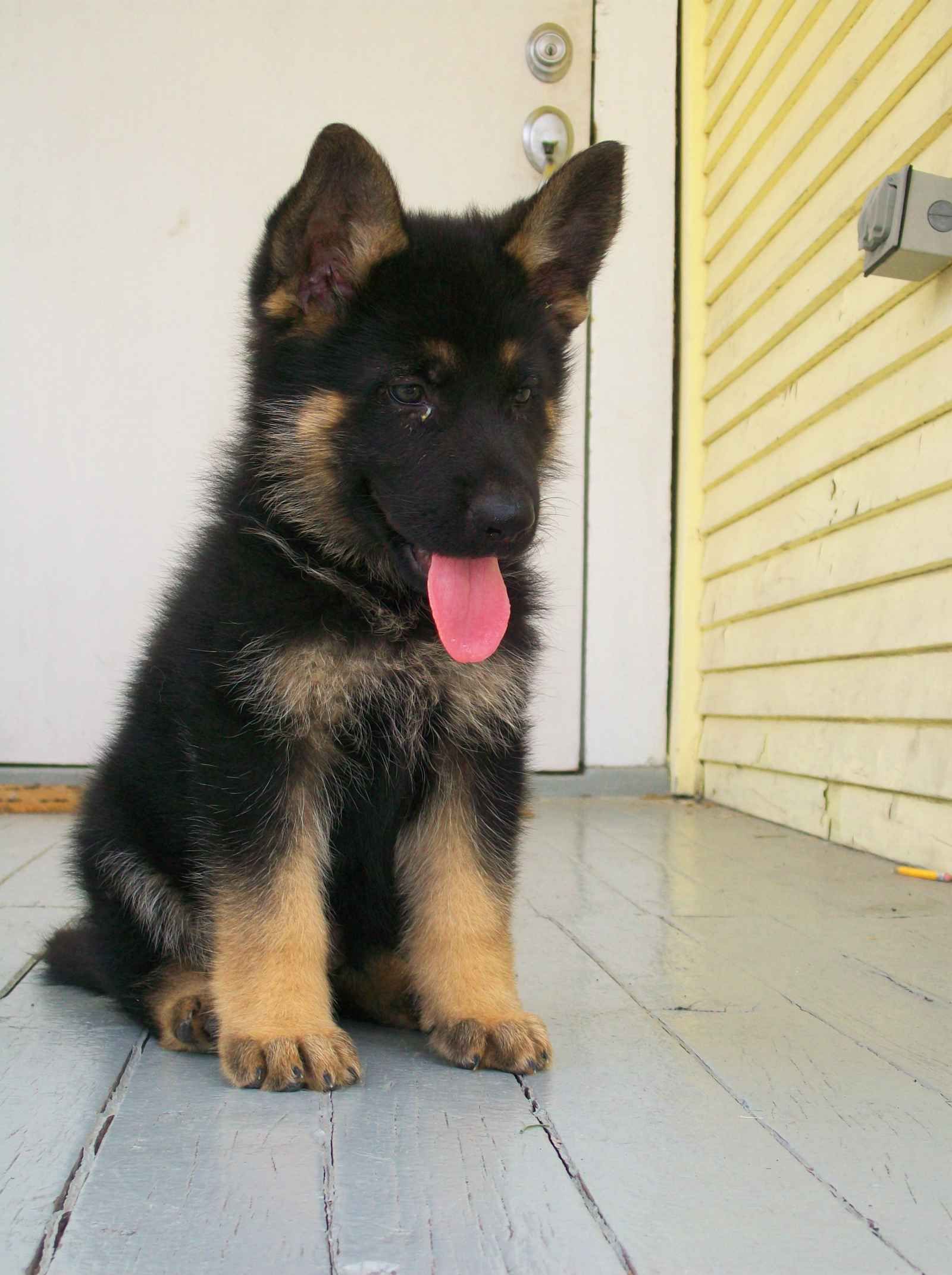 What Color Will My German Shepherd Puppy Be