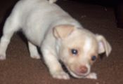 When Do Puppies Eyes Change to their Permanent Color when Do Puppies Eyes Change to their Permanent Color