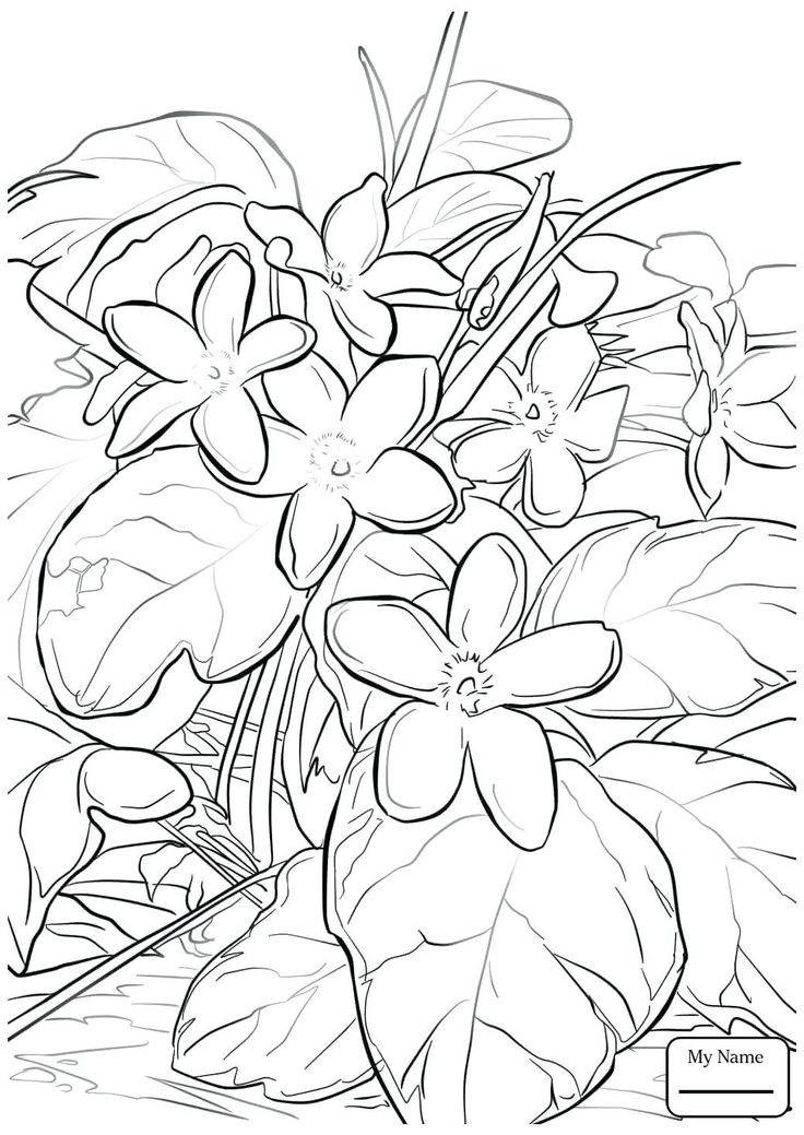 Mayflower Coloring Sheet Or Trailing Arbutus Flowers Pages Thanksgiving Wallpaper