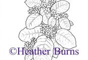 State Flower Coloring Book: Massachusetts Mayflower Coloring Page