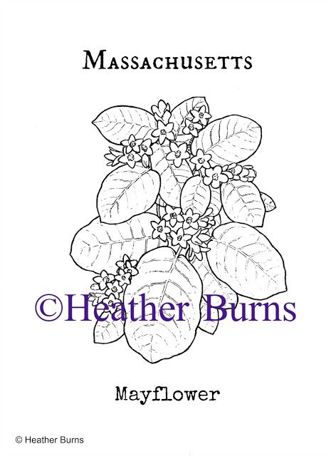 State Flower Coloring Book: Massachusetts Mayflower Coloring Page Wallpaper