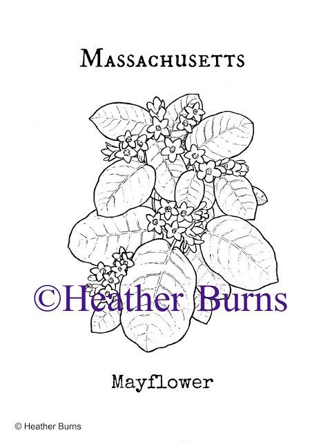 State Flower Coloring Book: Massachusetts Mayflower Coloring Page  Book, Colorin… Wallpaper
