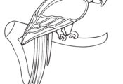 Parrot Animal Coloring Page For Kids