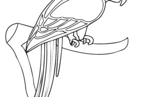 Parrot Animal Coloring Page For Kids